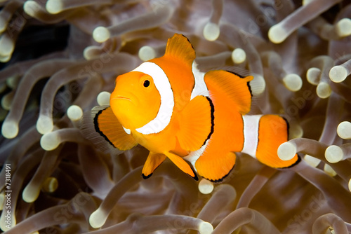 Obraz na płótnie Clownfish