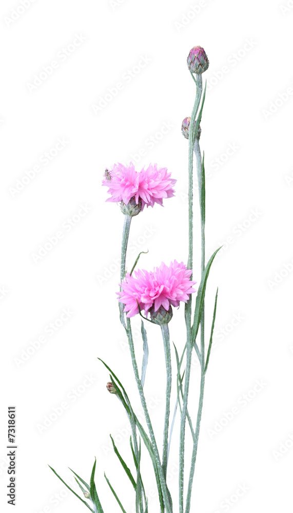 Pink carnation isolated on white