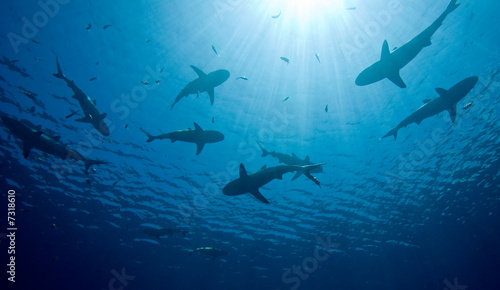 Fotografie, Obraz Sharks