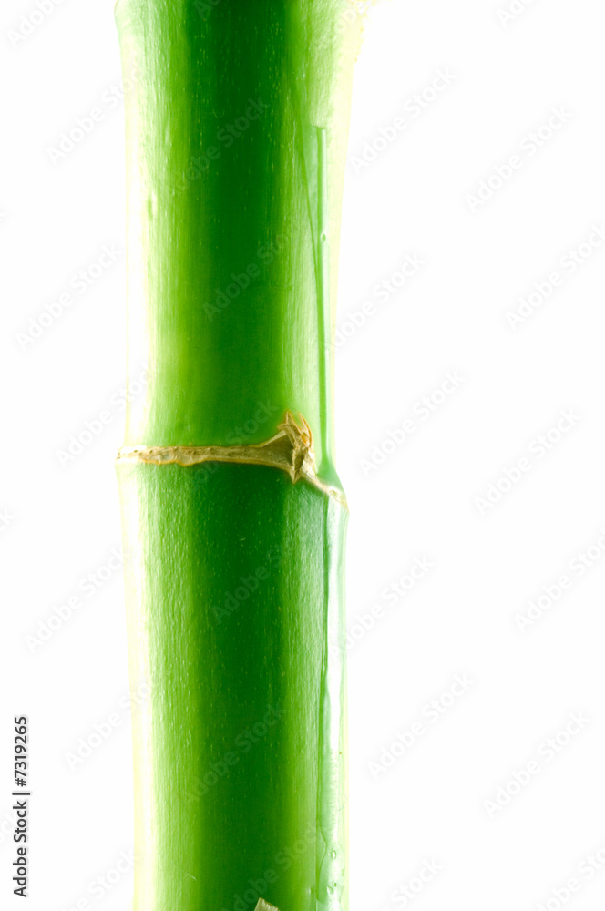 Obraz premium Branch of a bamboo. Isolation on white