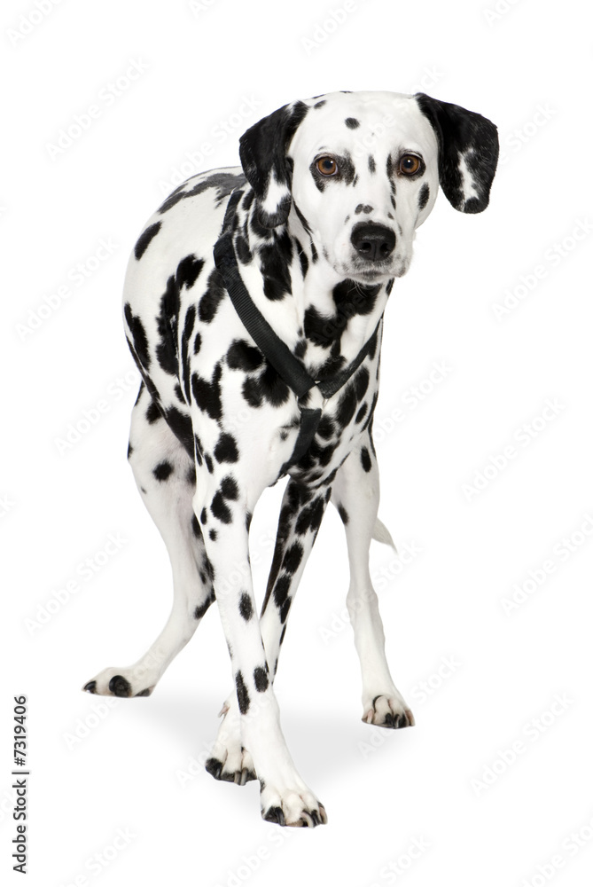 Dalmatian (7 years)