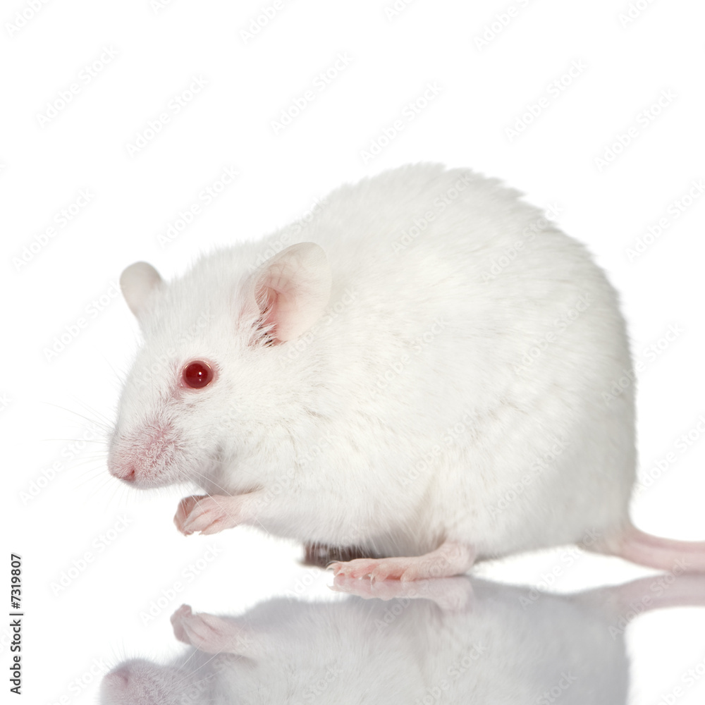 White Mouse White Mouse