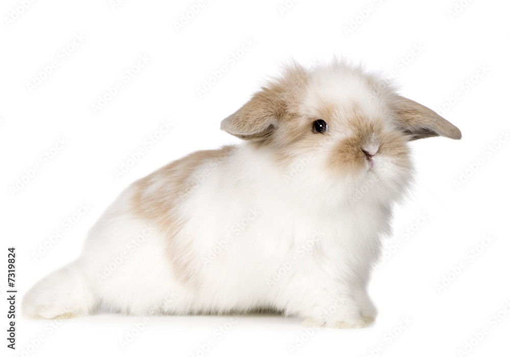Young Rabbit Young Rabbit
