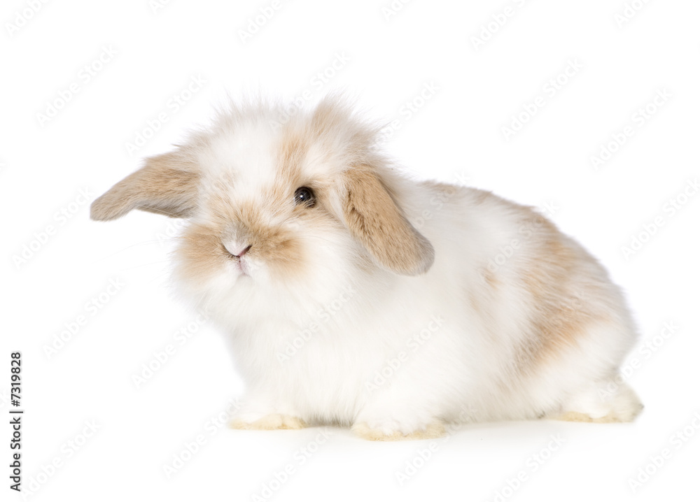 Young Rabbit