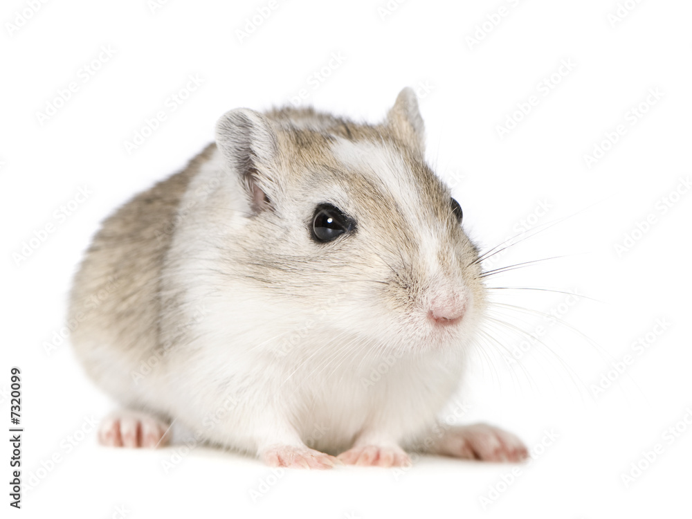 Gerbil Gerbil