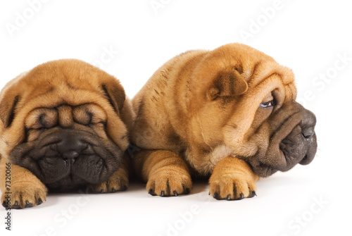 Two sharpei puppies © Nejron Photo