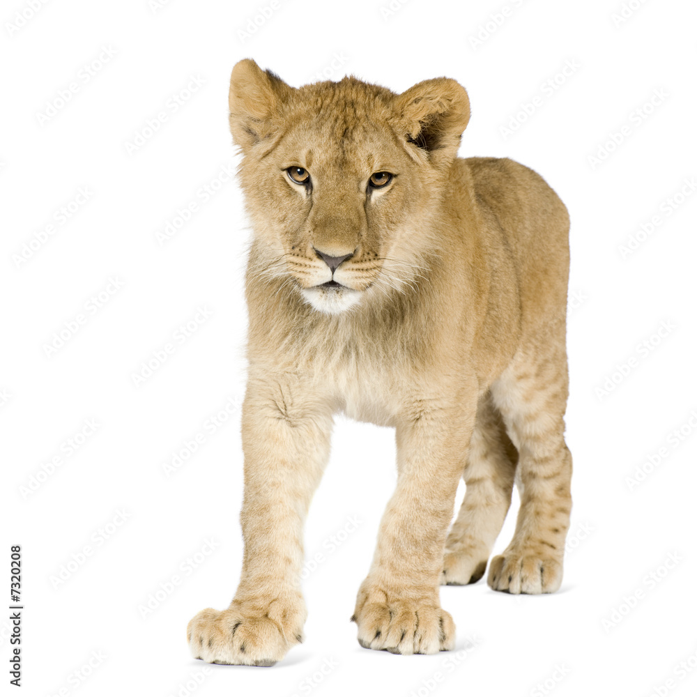 Obraz premium Lion cub (8 months)