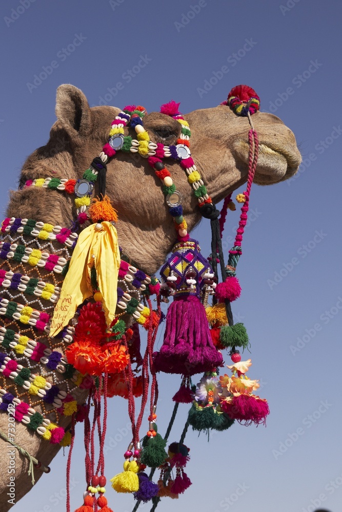 Obraz premium Decorated Camel
