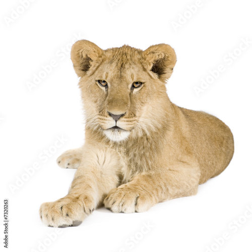 Lion cub (8 months) © Eric Isselée