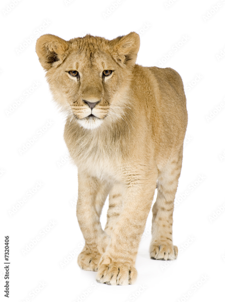 Obraz premium Lion cub (8 months)