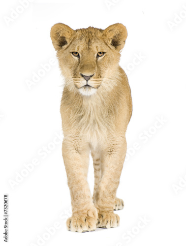 Lion cub (8 months)
