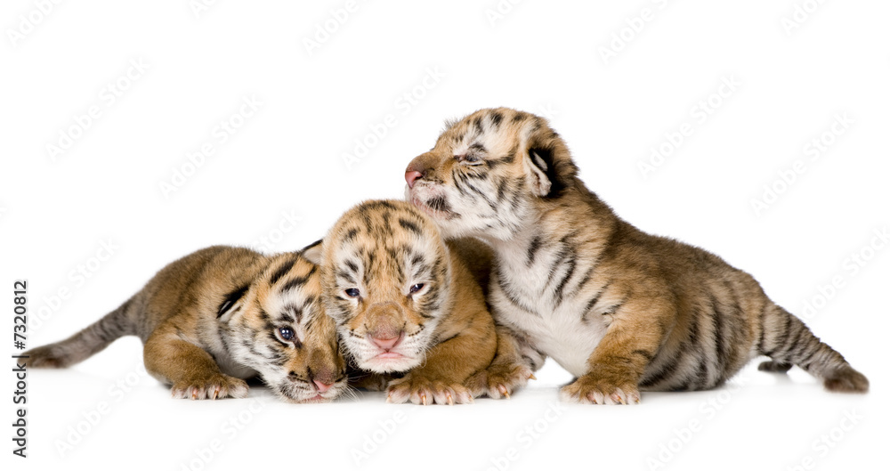 Naklejka premium Młode tygrysa (4 dni)