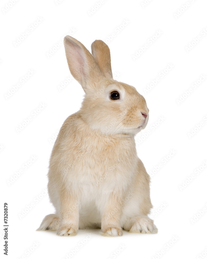 Rabbit Rabbit