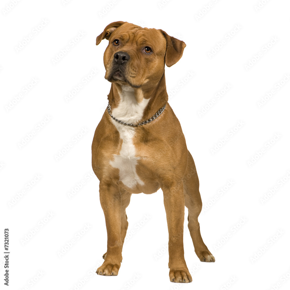 American Staffordshire terrier (2 years)