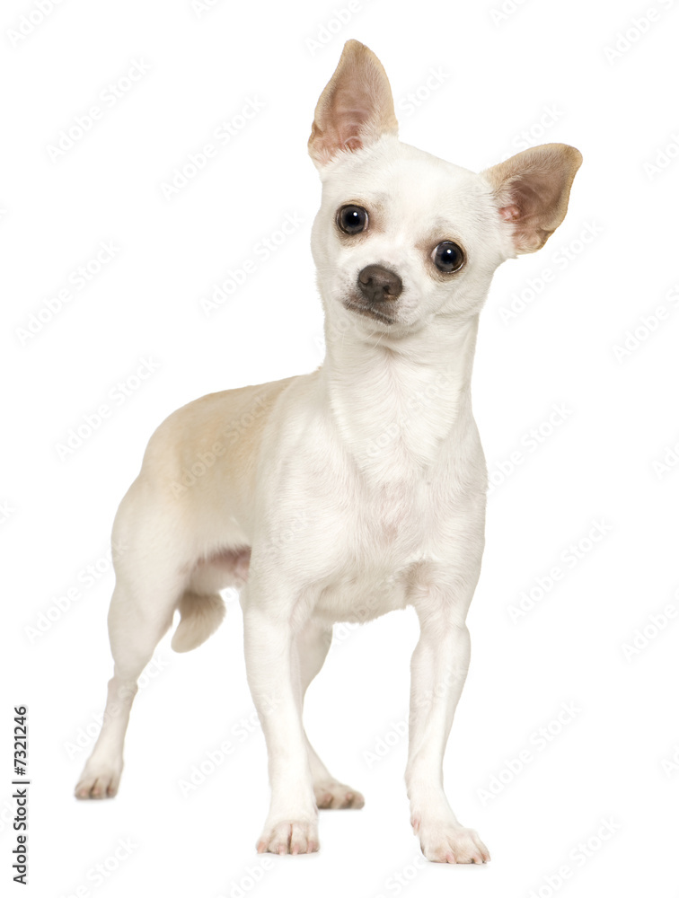 Chihuahua (9 months)
