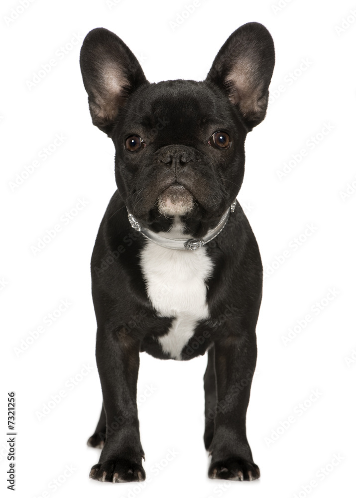 French Bulldog (6 months)