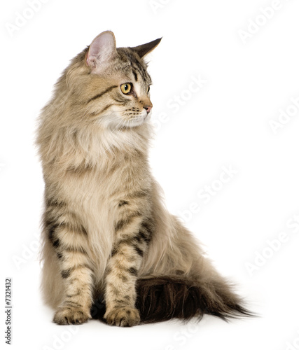 Fototapeta Naklejka Na Ścianę i Meble -  Bastard (11 months)