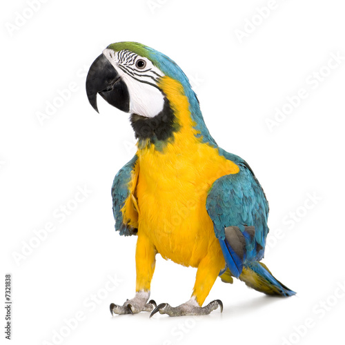 Carta da parati Pappagalli - Carta da parati Young Blue-and-yellow Macaw - Ara ararauna (8 months)