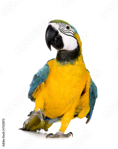 Young Blue-and-yellow Macaw - Ara ararauna (8 months) #7321873