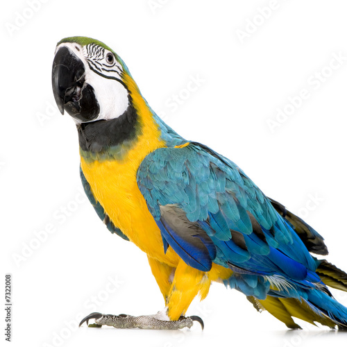 Young Blue-and-yellow Macaw - Ara ararauna (8 months)