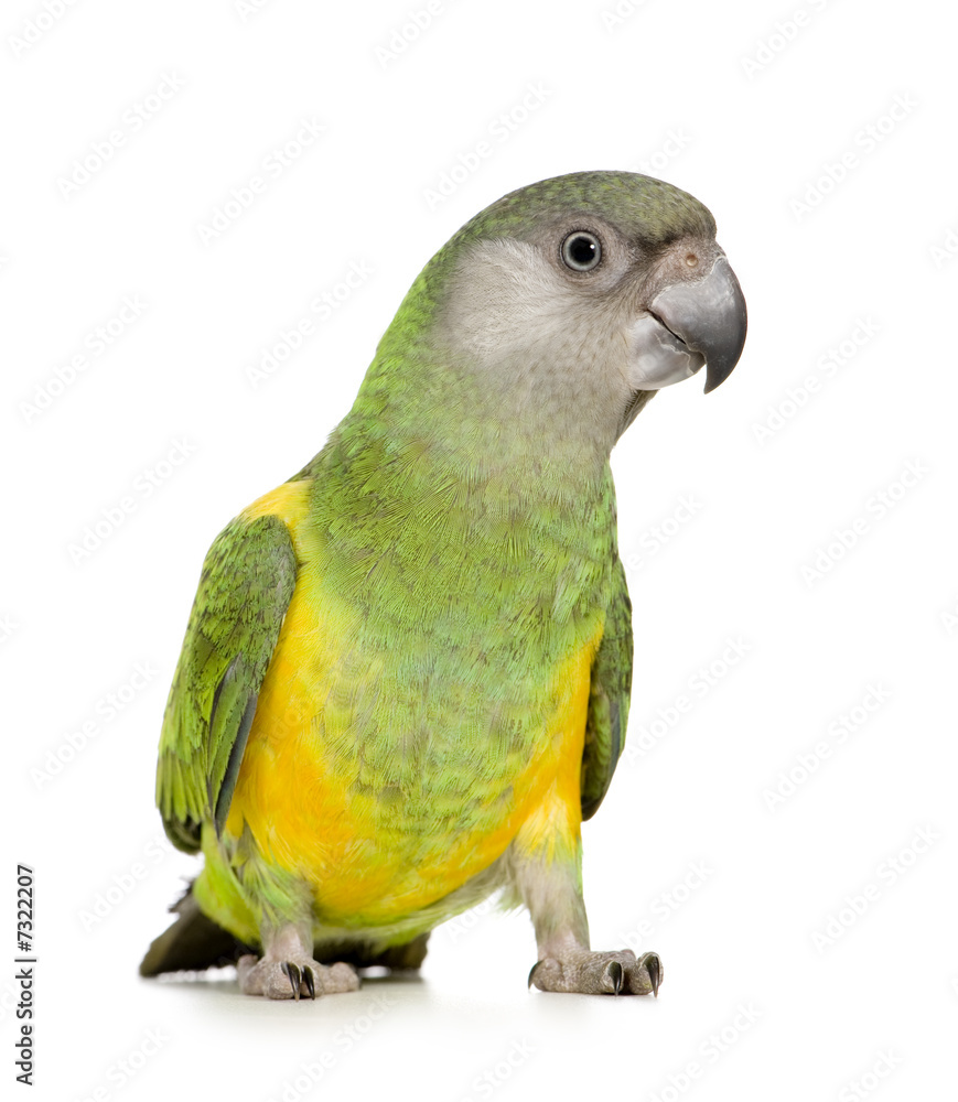 Fototapeta premium Senegal Parrot - Poicephalus senegalus