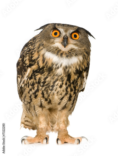 Eurasian Eagle Owl - Bubo bubo (22 months)