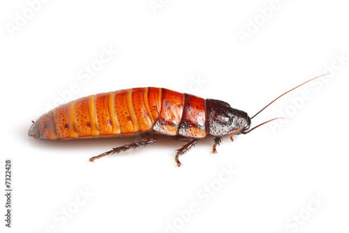 Madagascar hissing cockroach (Gromphadorhina portentosa)