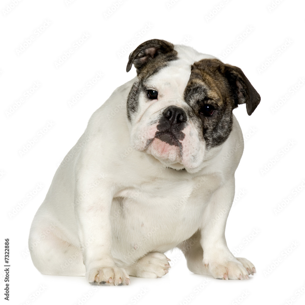 English Bulldog (15 months)