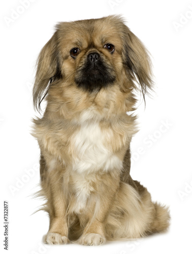 Εκτύπωση καμβά Pekingese (2 years)