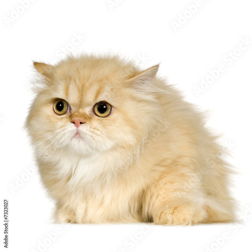 Young persian cat (6 months)