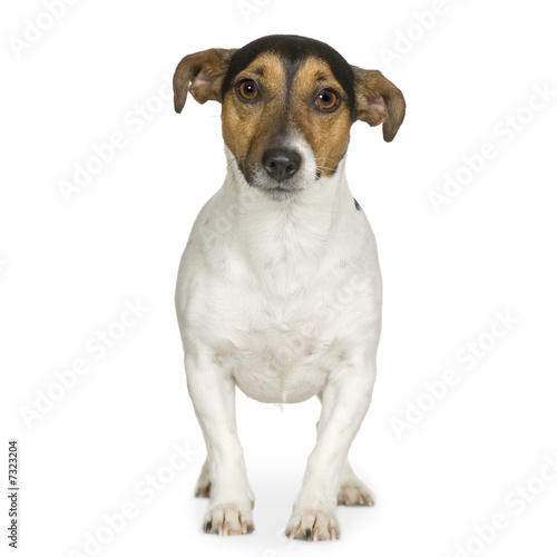 Jack russell (3 years) © Eric Isselée