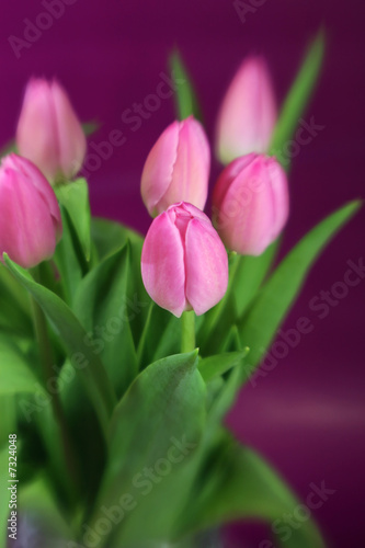 Pink Tulips with Purple Background