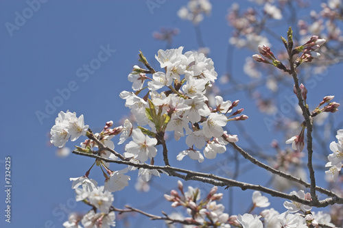 Cherry Blossoms on Blue