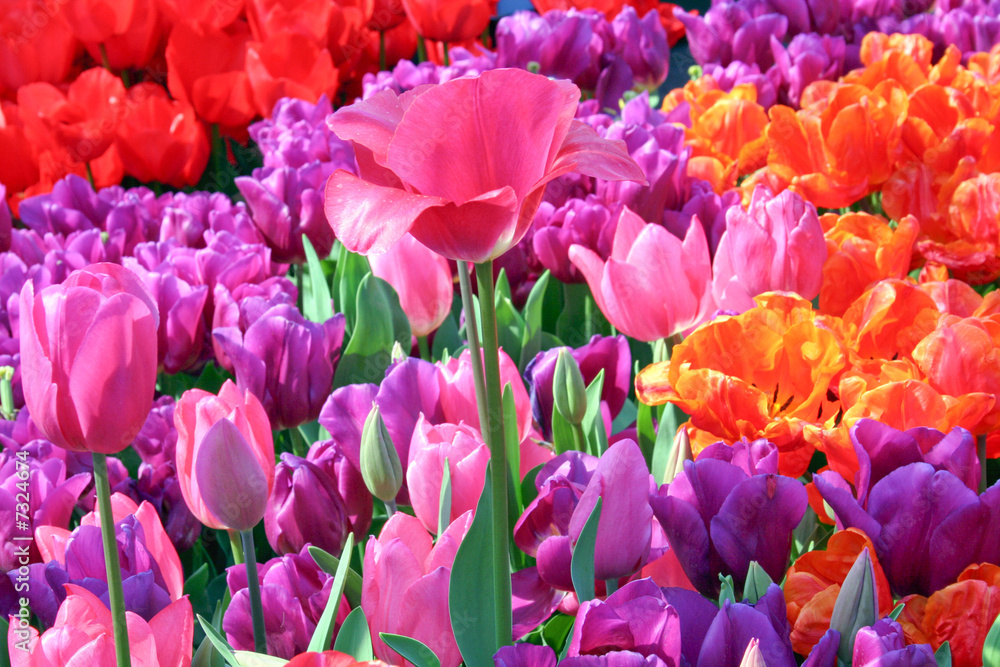 field of multicoloured tulips field of multicoloured tulips