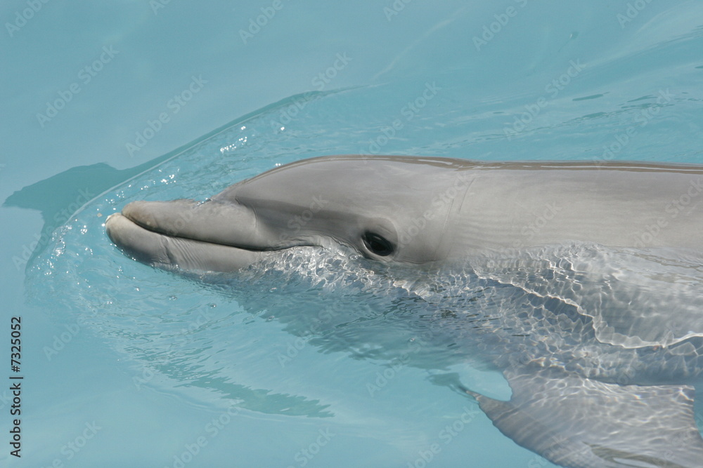 Fototapeta premium FISH ABOVE WATER