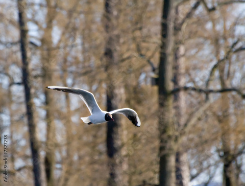 sea gull