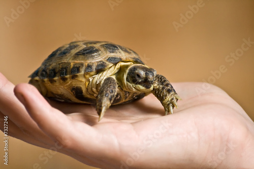 tortoise on the human hand