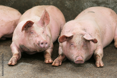 cochons