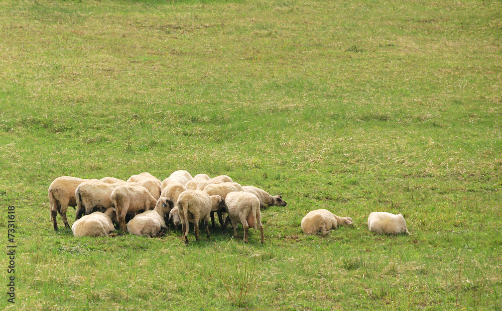 Fototapeta premium flock of sheep