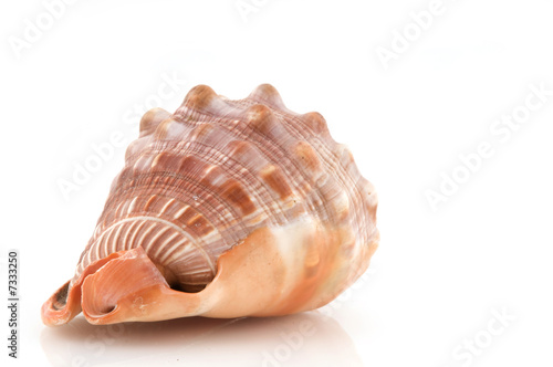 sea shell