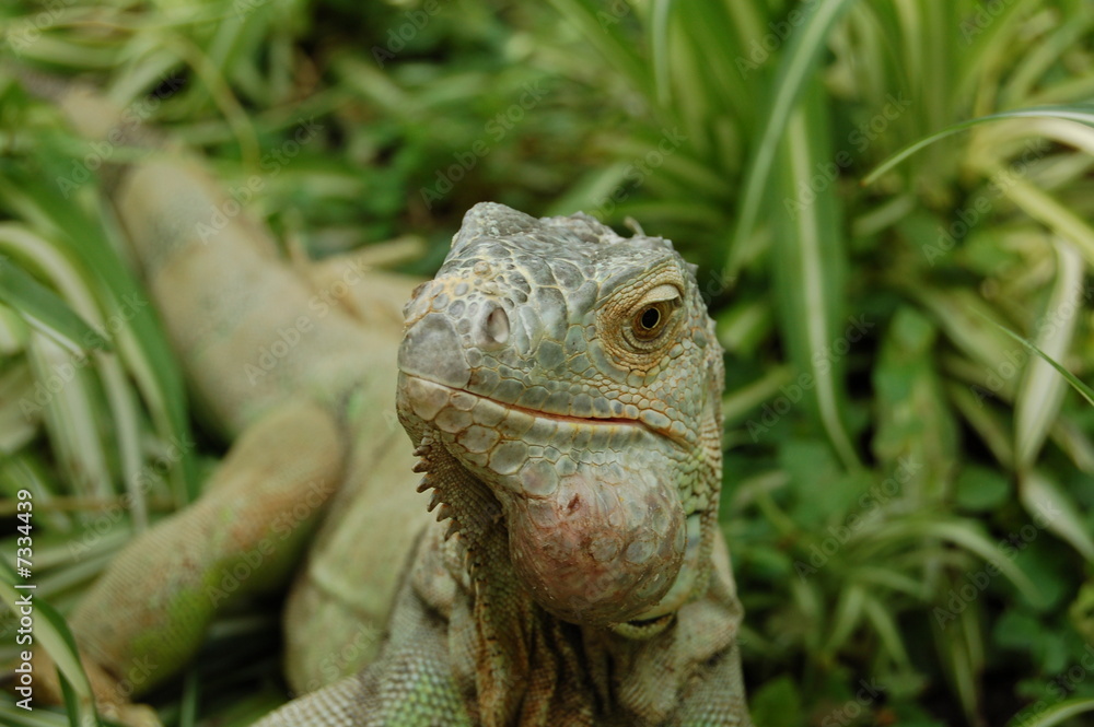 Obraz premium reptile camouflage