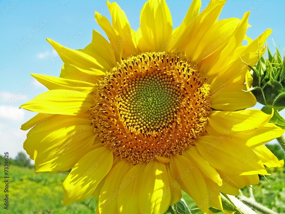 Fototapeta premium Sun plant