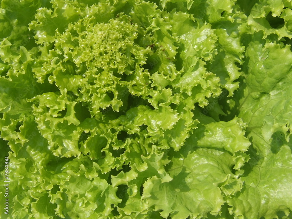 salade verte salade verte