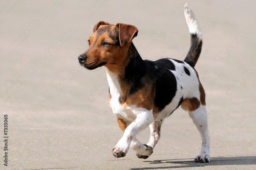 Jack Russel Terrier Jack Russel Terrier
