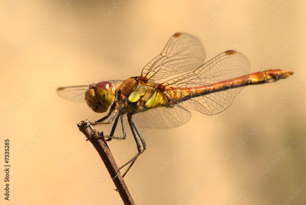 Libelle 1 Libelle 1