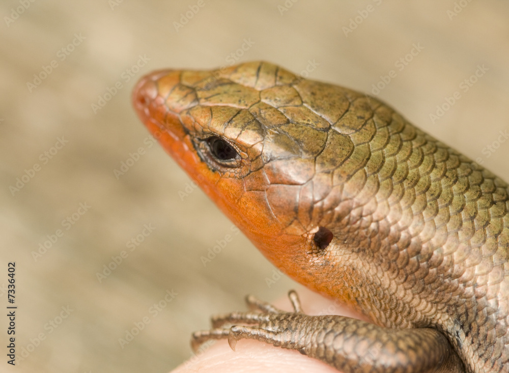 Broad-Headed Skink Broad-Headed Skink
