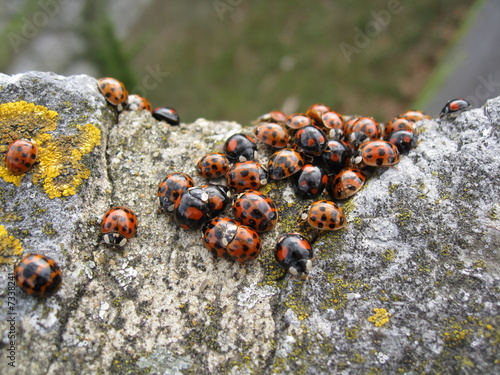 Ladybird beetle colony