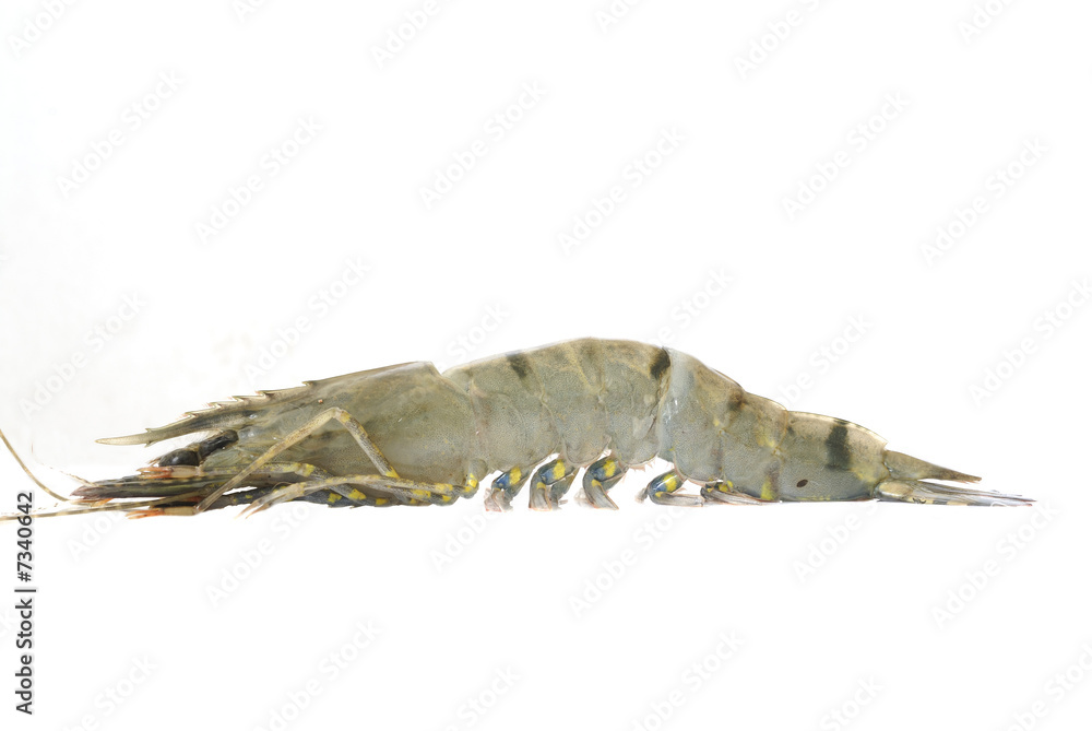 Tiger Prawn