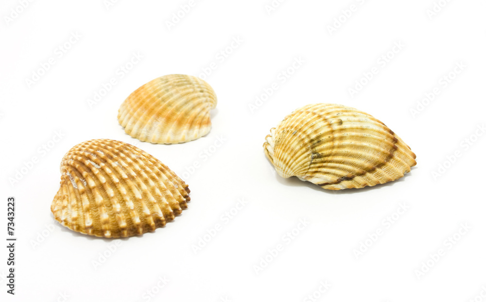 sea shells isolated on white sea shells isolated on white