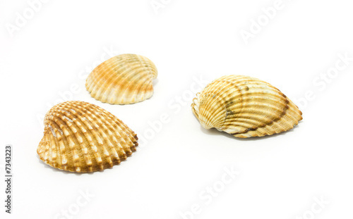 sea shells isolated on white